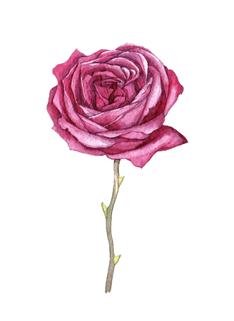 Hand drawn watercolor flower on white backgroundの写真素材