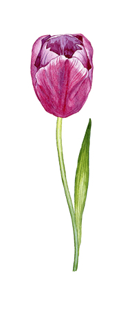 hand drwawn watercolor tulipの写真素材