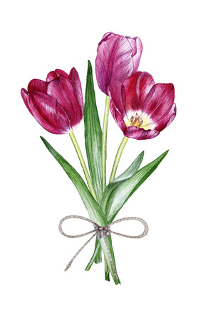 Hand drawn watercolor a bouquet of tulips on white backgroundの写真素材