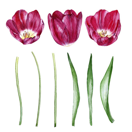 Hand drawn watercolor buds, stems and leaves of tulips on white backgroundの写真素材