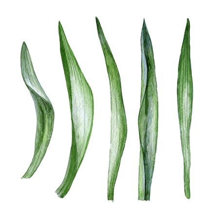 Hand drawn watercolor leaves of tulips on white backgroundの写真素材
