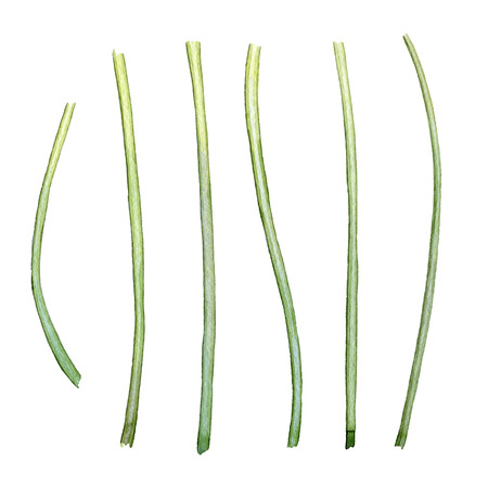 Hand drawn watercolor stems of tulips on white backgroundの写真素材