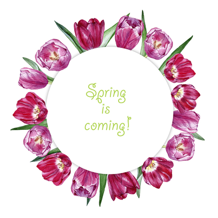 Hand drawn watercolor round frame of colorful tulips on white backgroundの写真素材
