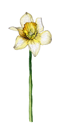 Botanical illustration of a daffodil flower on white backgroundの写真素材