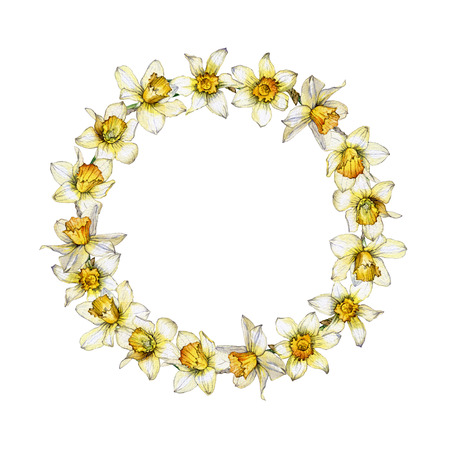 Botanical illustration of a daffodil flower wreath on white backgroundの写真素材