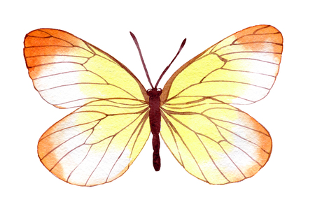 hand drawn watercolor butterflyの写真素材