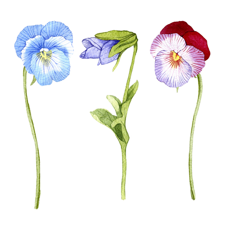 hand drawn watercolor Pansy flower setの写真素材
