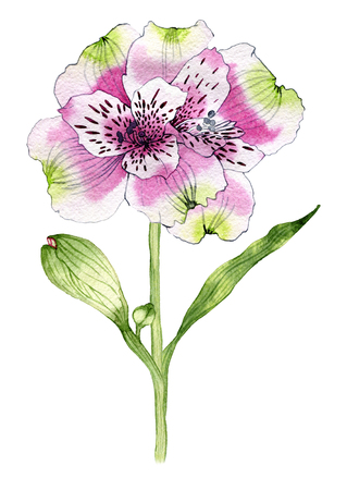 Hand drawn watercolor Alstroemeria flowerの写真素材