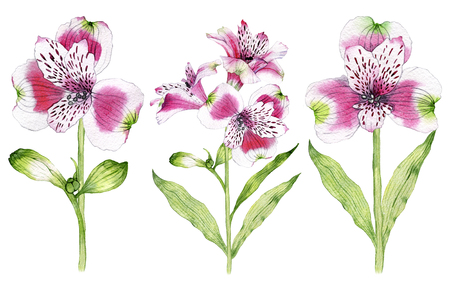 Set of hand drawn watercolor Alstroemeria flowerの写真素材