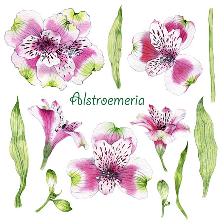 Set of hand drawn watercolor Alstroemeria flowerの写真素材