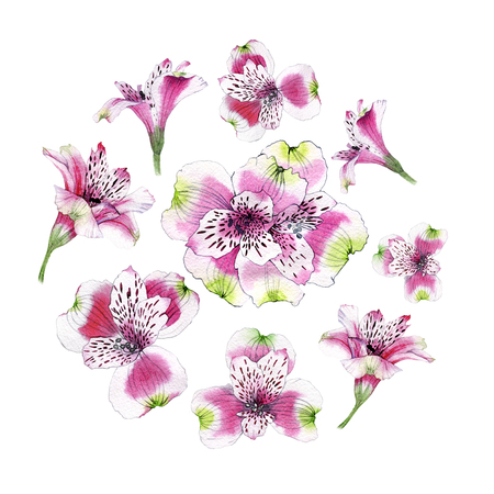 Set of hand drawn watercolor Alstroemeria flowerの写真素材
