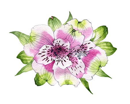 hand drawn watercolor bouquet of flowers of Alstroemeriaの写真素材