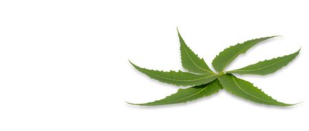 Medicinal Neem Leaves on a white backgroundの写真素材
