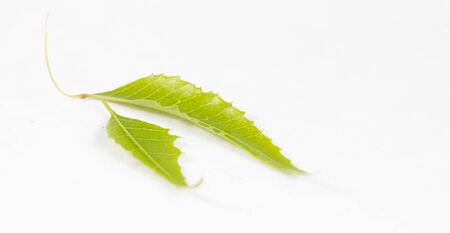Medicinal Neem Leaves on a isolated backgroundの写真素材