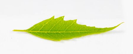 Medicinal Neem Leaves on a isolated backgroundの写真素材