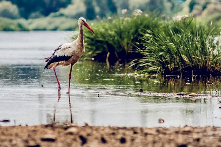 stork in the waterの写真素材