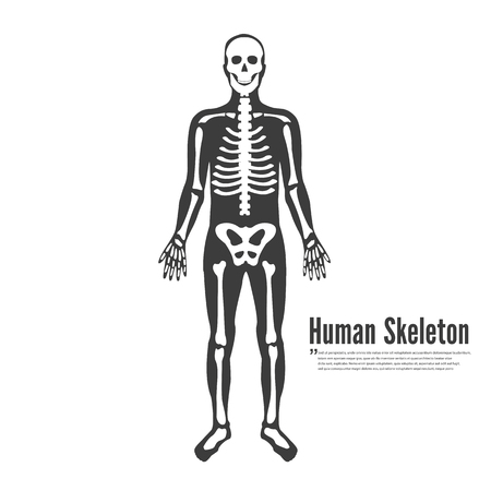 Full Human Body Skeleton Modelのイラスト素材