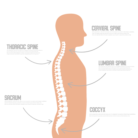Human spine anatomy vector illustration.Spine medical center, clinic, institute, diagnostic element. Spinal iconのイラスト素材