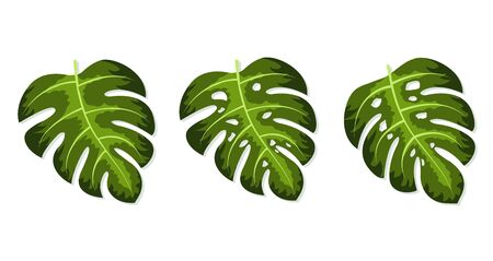 Monstera deliciosa plant leaf vector illustrationのイラスト素材