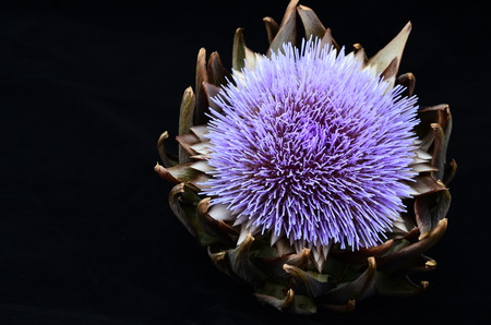Flower of an artichokeの写真素材