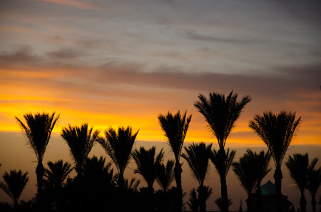 Palm trees in the evening sunの写真素材