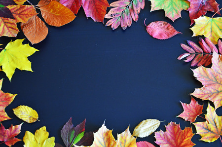Autumn colored leaves on a blackboardの写真素材