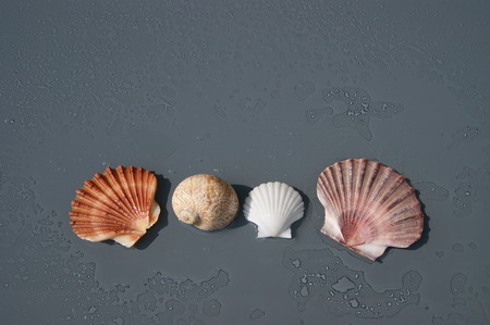 Seashells