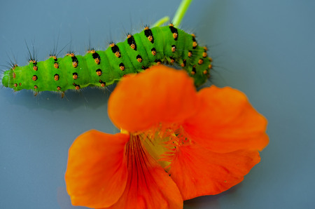 Caterpillar of a butterflyの写真素材