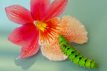 Caterpillar of a butterflyの写真素材