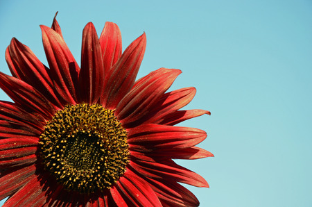 Red Sunflowerの写真素材