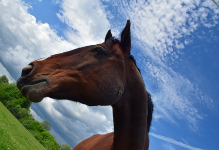 brown stallionの写真素材