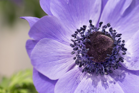 Blue Anemoneの写真素材