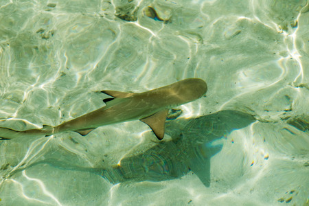 Young Blacktipの写真素材