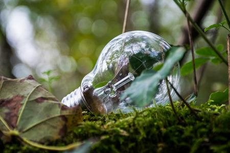 Pollution with light bulb in the forest