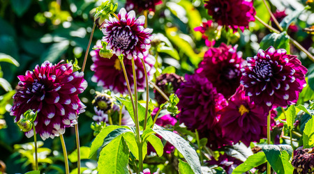Fuchsia Dahlienblüten in sunshineの写真素材