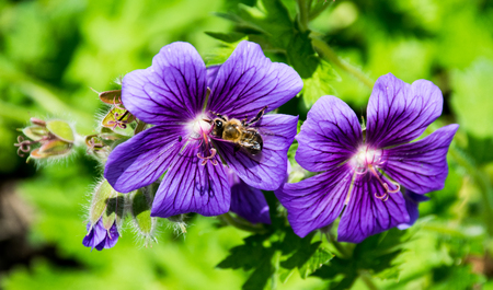 Violet Geranium with Bee Pollen collecting theの写真素材