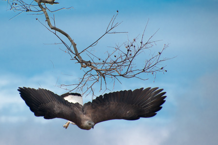 flying gray-headed eagle, Haliaeetus ichthyaetus