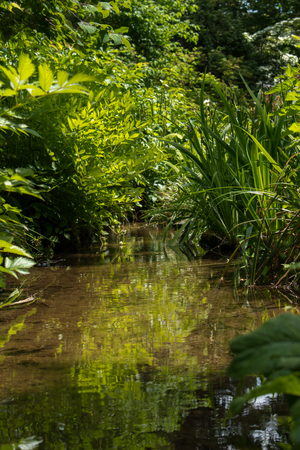Reflection in the creekの写真素材