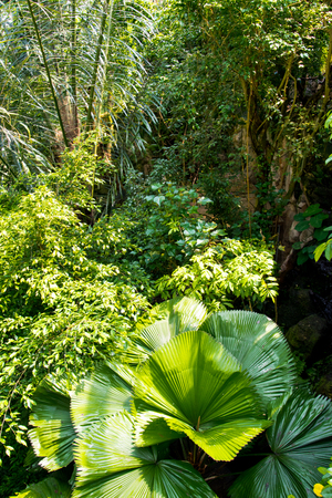 Various plant species in the jungleの写真素材