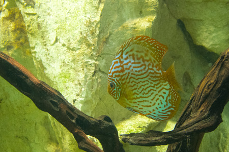 Discus fish, Symphysodon aequifasciatus
