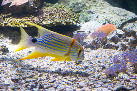 Fish in the coral reef, Symphorichthys spilurusの写真素材