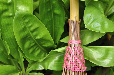 Mop clean natureの写真素材