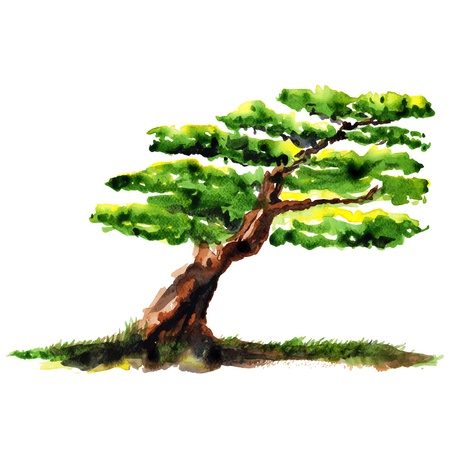 Bonsai watercolor のイラスト素材