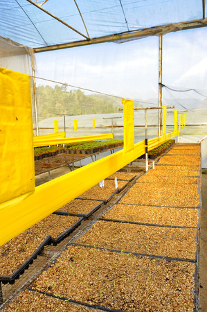 Tomato cultivation seedlingsの写真素材