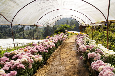 Chrysanthemum cultivationの写真素材