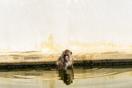 Monkey Thailand.の写真素材