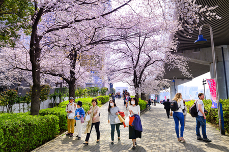 TOKYO JAPAN - MARCH 27, 2018 : Sumida riverside, Unidentified tourists visit the cherry blossom. this phenomenon only once a year. It is attractive to both Japanese and foreigners.のeditorial素材