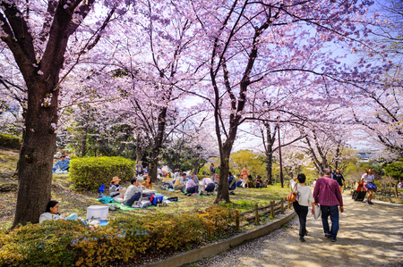 TOKYO JAPAN - MARCH 28, 2018 : Sumida park, Unidentified tourists visit the cherry blossom. this phenomenon only once year. It is attractive to both Japanese and foreigners, main activities are familyのeditorial素材