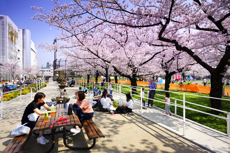 TOKYO JAPAN - MARCH 29, 2018 : Kinshi Park, Unidentified tourists visit the cherry blossom. this phenomenon only once year. It is attractive to both Japanese and foreigners, main activities are familyのeditorial素材