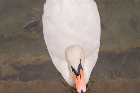 White Swanの写真素材
